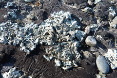 Xanthoparmelia scabrosa