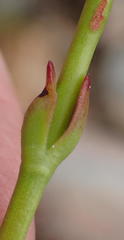 Crassula cultrata