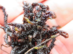 Scorpidium scorpioides