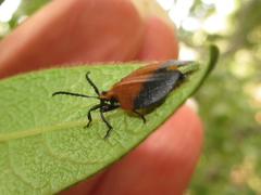 Lycus integripennis