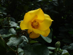 Hibiscus tiliaceus pernambucensis