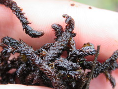 Scorpidium scorpioides