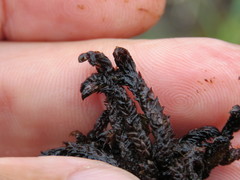 Scorpidium scorpioides