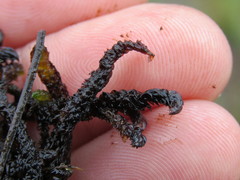 Scorpidium scorpioides