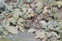 Platycleis intermedia