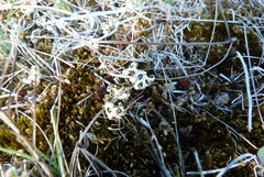 Xanthoparmelia semiviridis