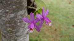 Cattleya harrisoniana