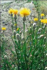 Centaurea chartolepis