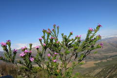 Acmadenia maculata