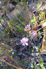 Acmadenia maculata