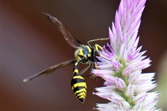 Phimenes flavopictus flavopictus