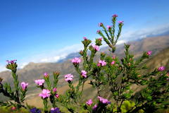 Acmadenia maculata