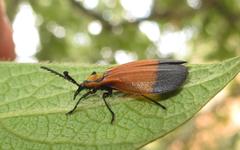 Lycus integripennis