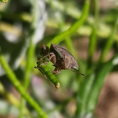 Acledra dimidiaticollis