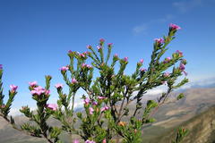Acmadenia maculata