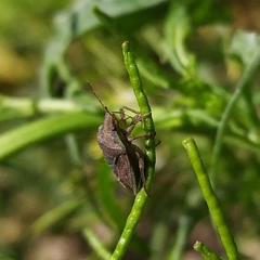 Acledra dimidiaticollis