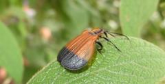 Lycus integripennis