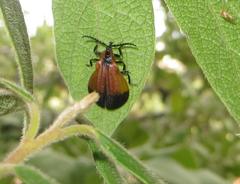 Lycus integripennis