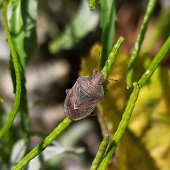Acledra dimidiaticollis