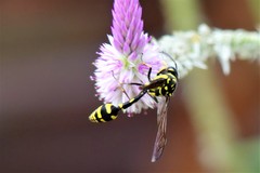 Phimenes flavopictus flavopictus