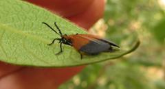 Lycus integripennis