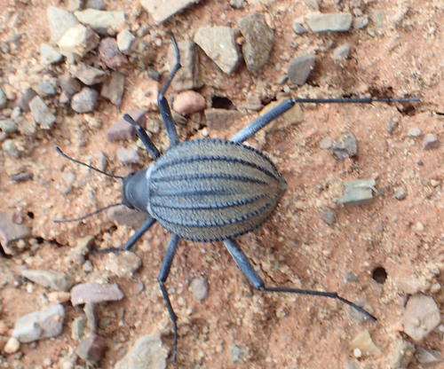 Stenocara dentata photo 4