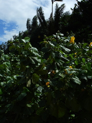 Hibiscus tiliaceus pernambucensis