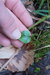Cardamine bulbosa