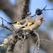 Central Asian Goldfinch - Photo (c) Илья Сухов, some rights reserved (CC BY-NC), uploaded by Илья Сухов