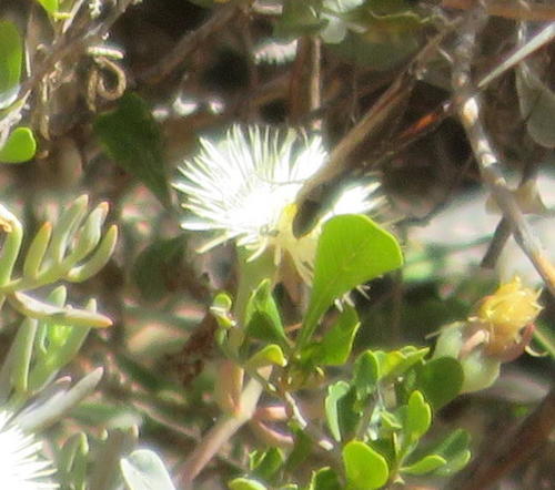Karoo Widow