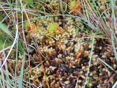 Breutelia chrysocoma