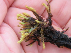 Breutelia chrysocoma