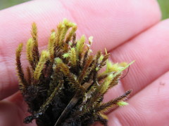 Breutelia chrysocoma