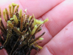 Breutelia chrysocoma