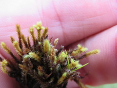 Breutelia chrysocoma