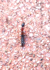 Xantholinus elegans