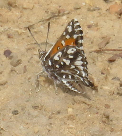 large silver-spotted copper