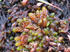 Scorpidium scorpioides