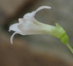 Wimmerella pygmaea