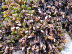 Scorpidium scorpioides