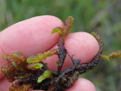 Scorpidium scorpioides