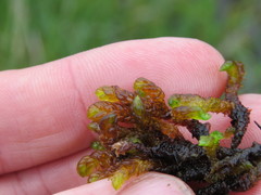 Scorpidium scorpioides