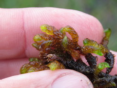 Scorpidium scorpioides