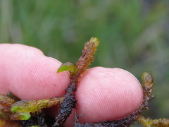 Scorpidium scorpioides