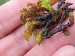 Scorpidium scorpioides