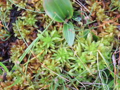 Sphagnum inundatum