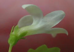 Wimmerella pygmaea