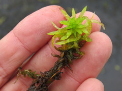 Sphagnum inundatum
