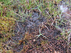 Sphagnum inundatum