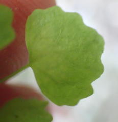 Wimmerella pygmaea
